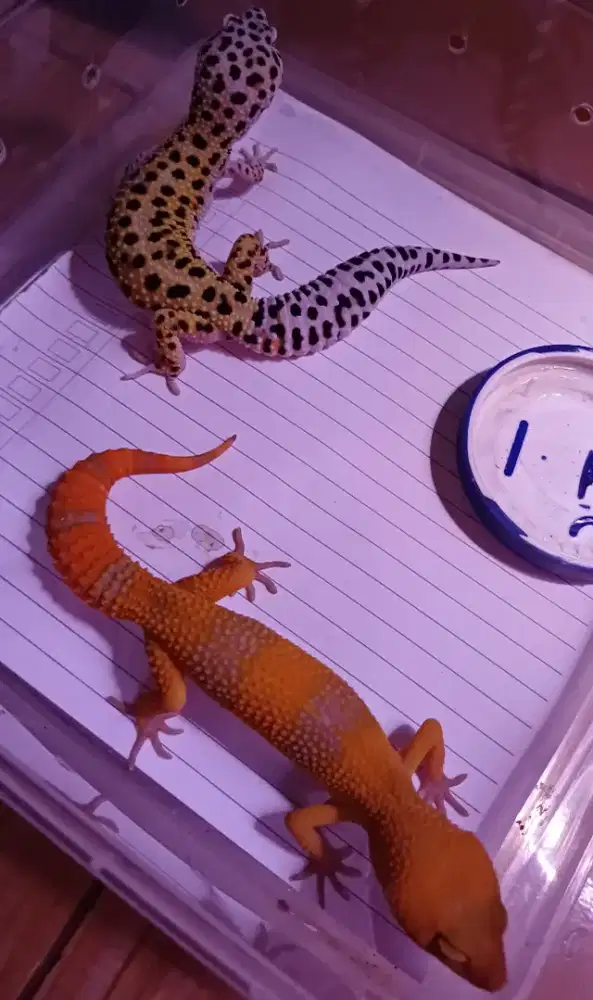 Dua ekor gecko sunglow & junglehet