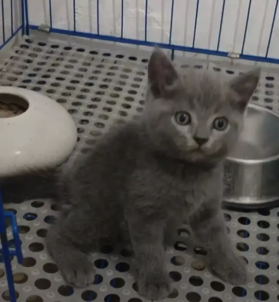 Kucing kitten British Shorthair Malle bluesolid