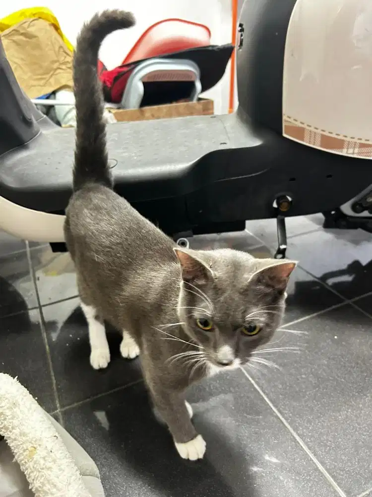 Kucing abu jantan dewasa