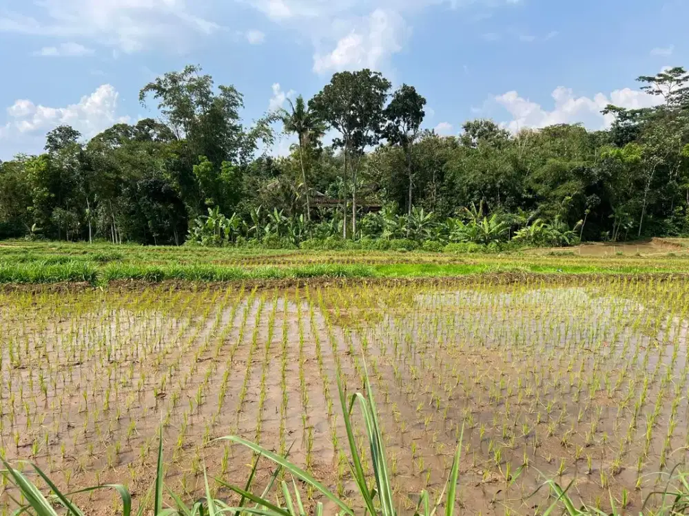 Sawah Subur 1500m2 Utara Pasar Mojogedang, Karanganyar