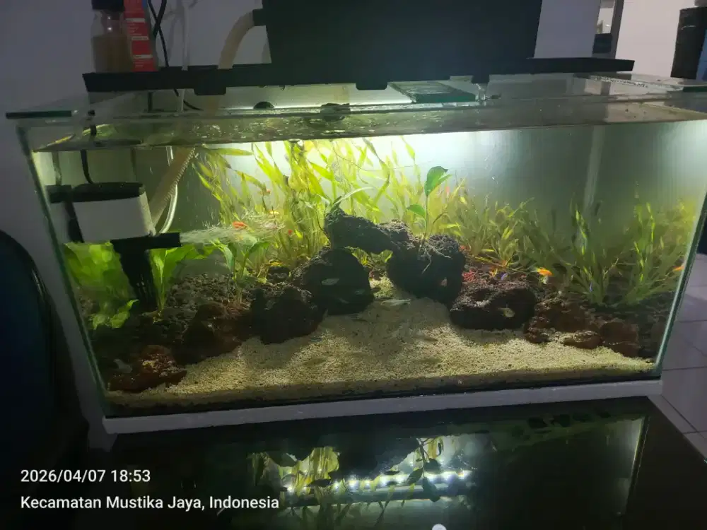 jual aquascape tinggal majang