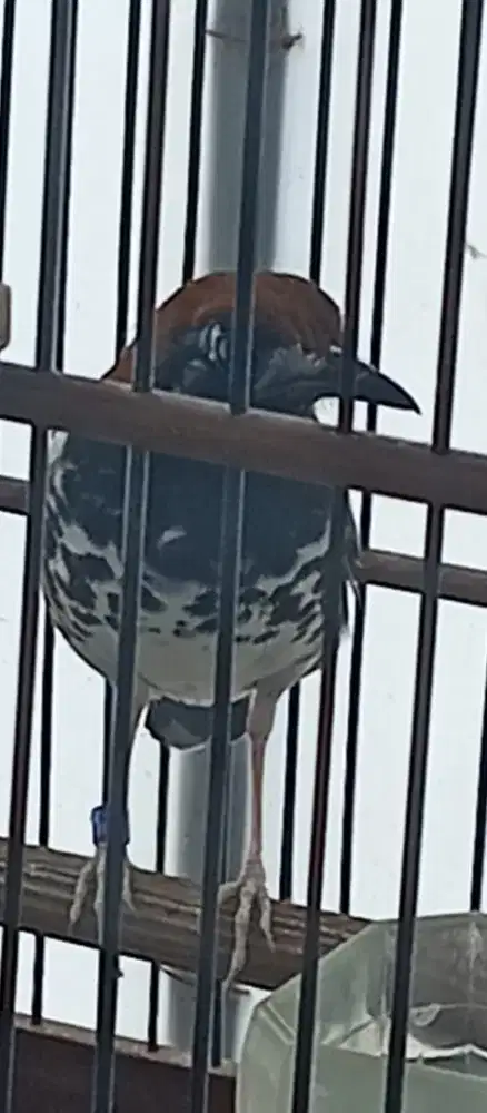 Burung anis kembang.