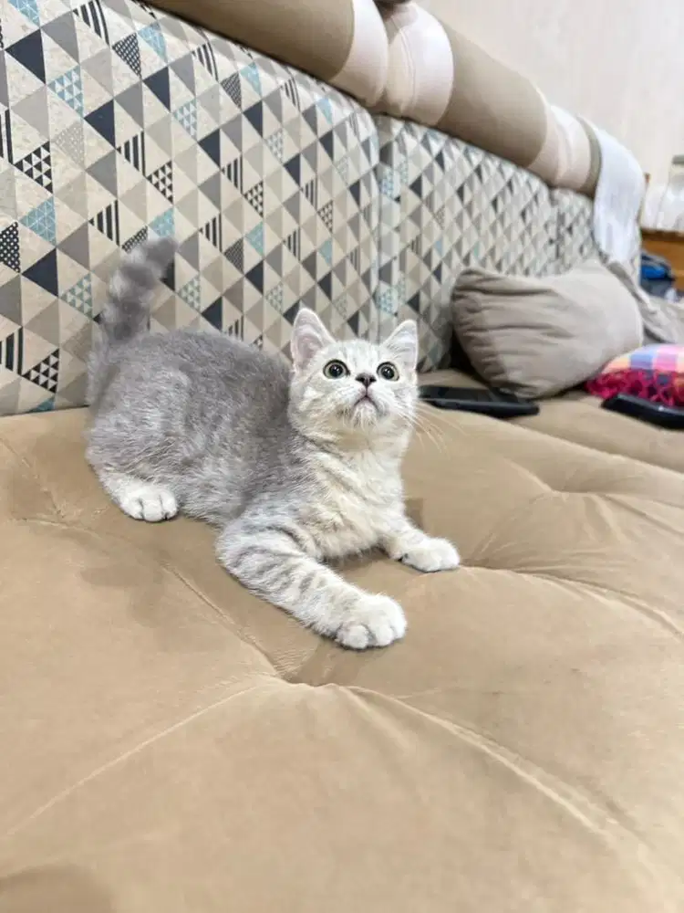Kucing munchkin NS BSH Scottish fold persia anggora