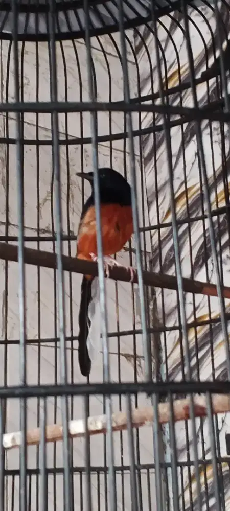 Jual kondisi ganti bulu usia 1tahun  gak keramut