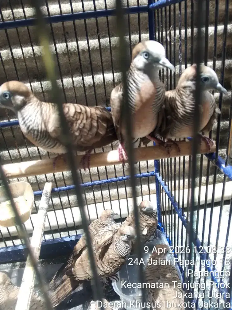 Berkutut lokal Kanuragan