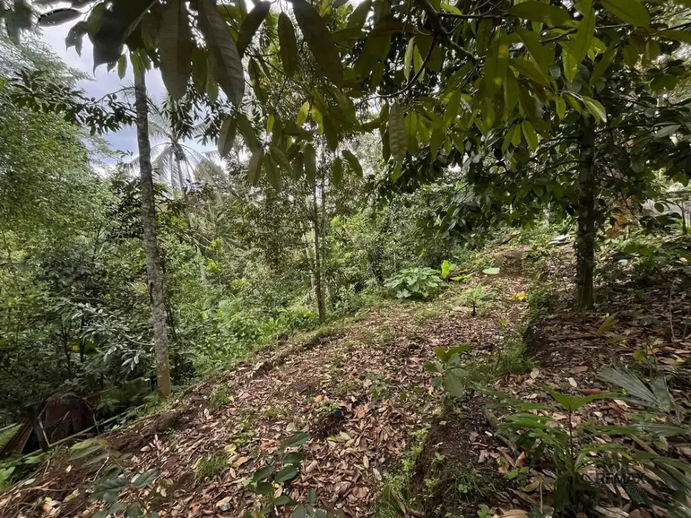 Tanah 17 Are Zona Perumahan Disewakan, di Ubud, Gianyar Area