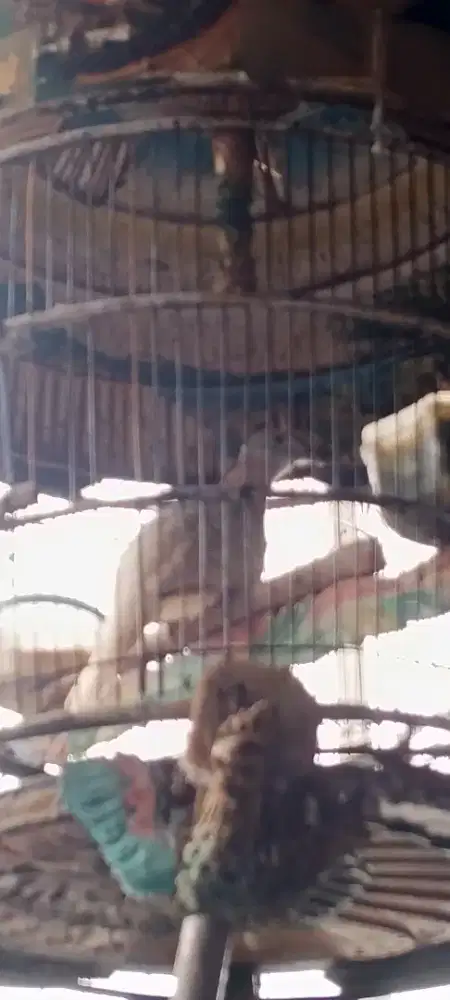 Dijual burung perkutut Bangkok Thailand golden usia mapan besar