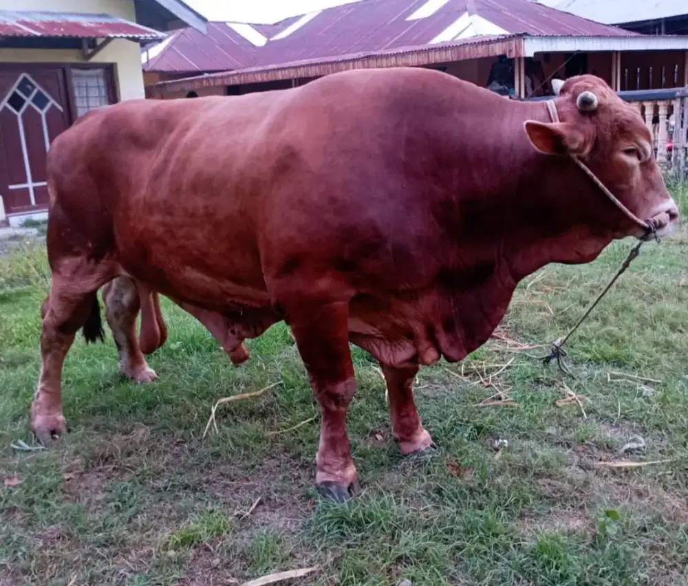 Sapi 1 ton up timbang hidup