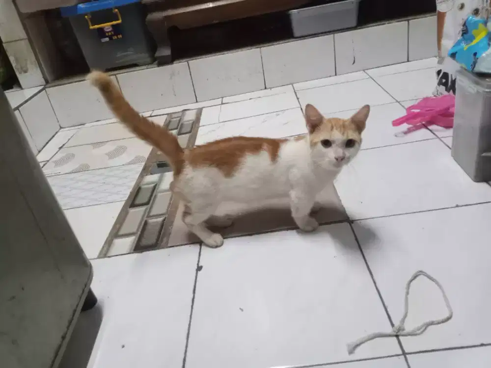 Open jasa pacak kucing Persia Munchkin
