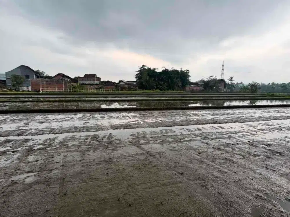 SAWAH MURAH MALANG