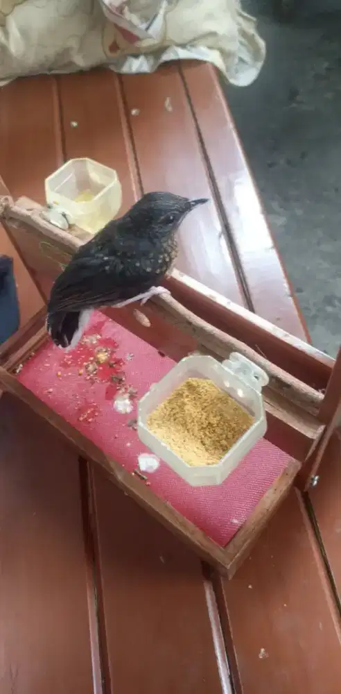 Murai Batu Jantan (Anakan)