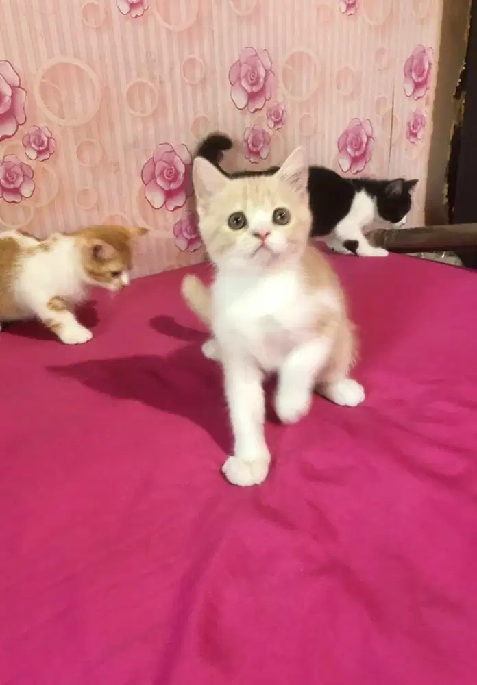 Kucing BSH Mix Exotic lucuu mata open