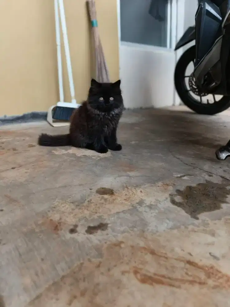 Kitten Persian Black smoke