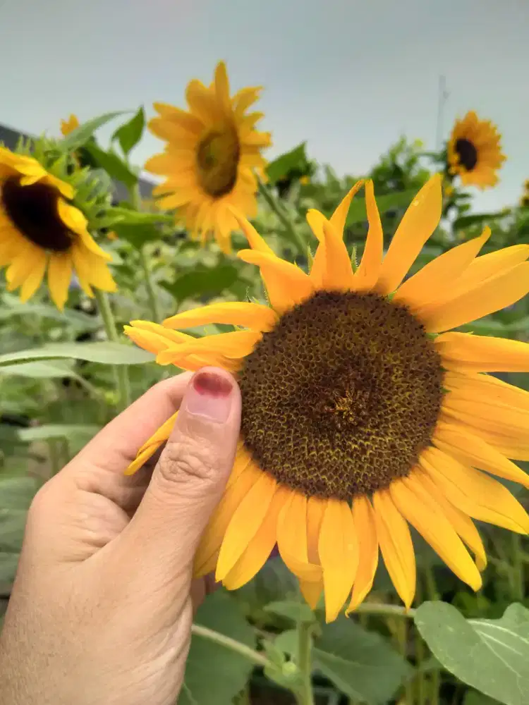 Admin gudang & Helper gudang