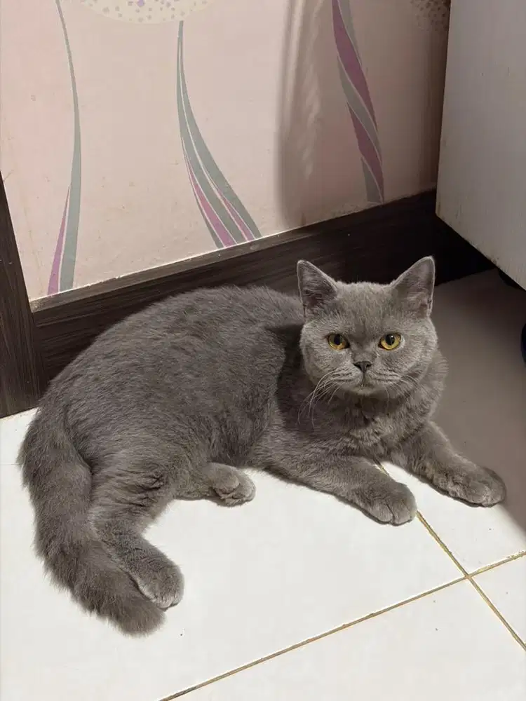 Kucing BSH Blue Solid