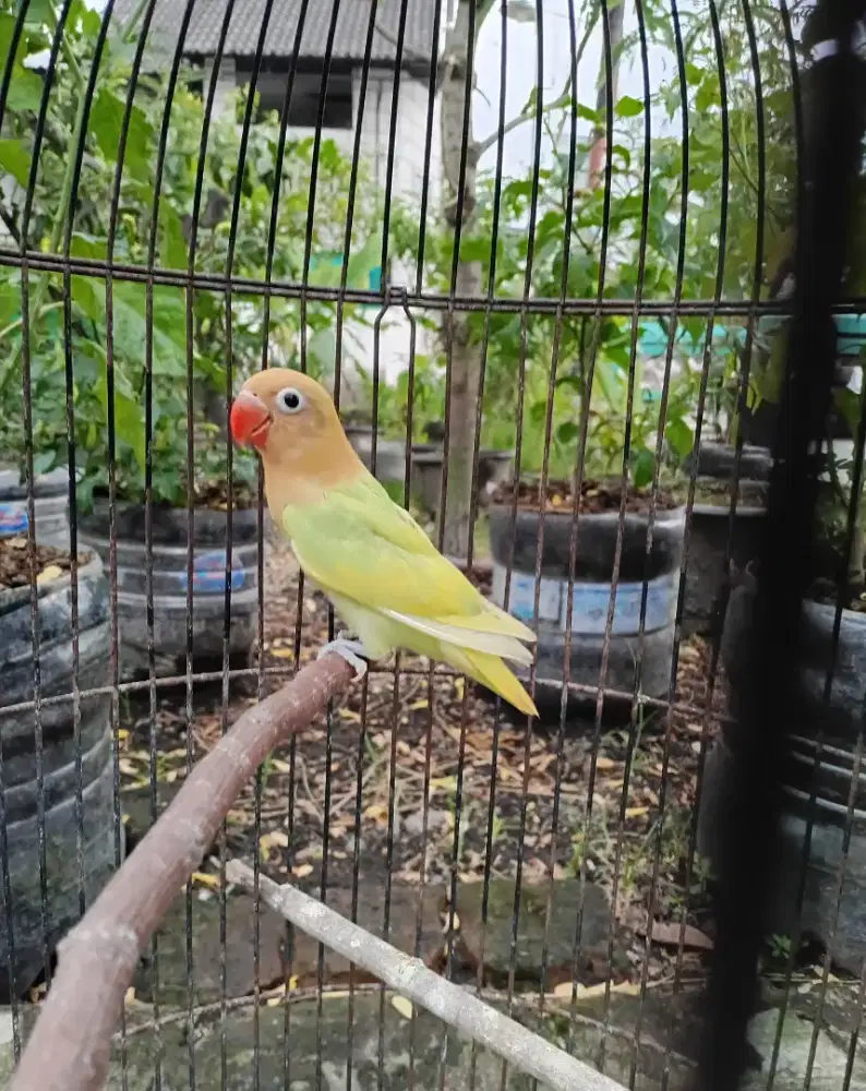 Lovebied Biola Aqua pied posibel split ino MM