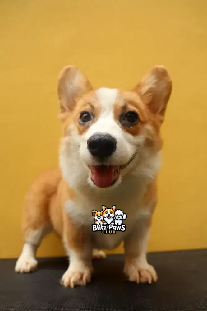 Jual Puppy Pembroke Welsh Corgi