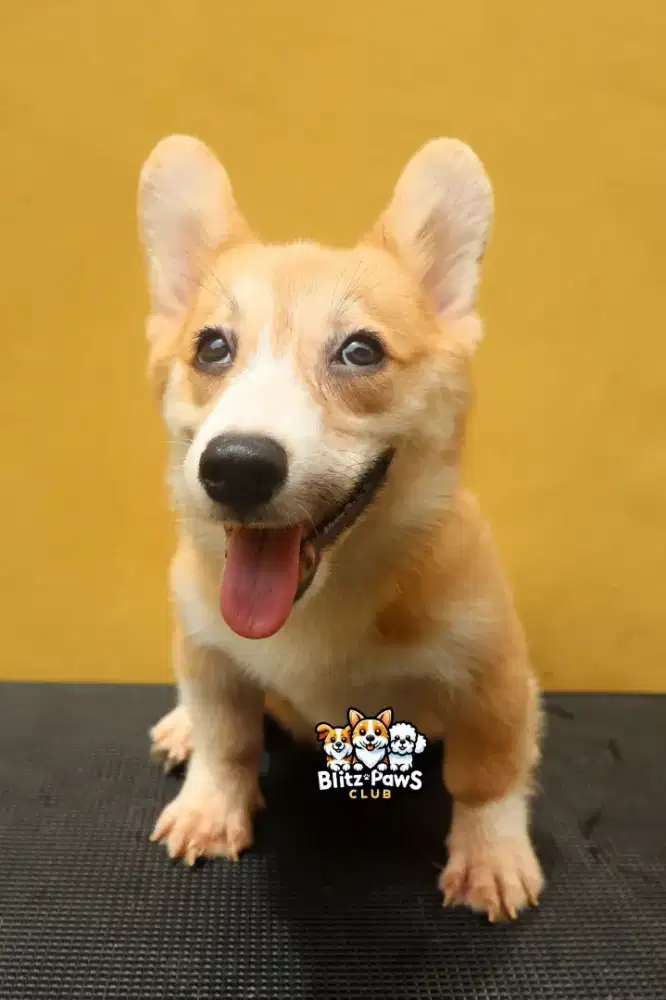 Jual Puppy Pembroke Welsh Corgi