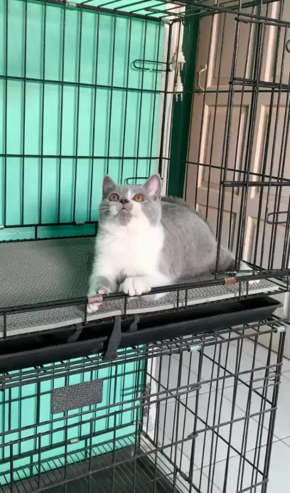 BSH BRITISH SHORTHAIR BICOLOR