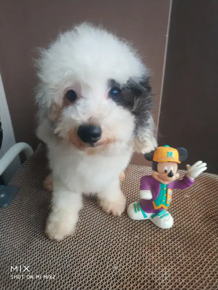 Jual Pejantan Poodle Party