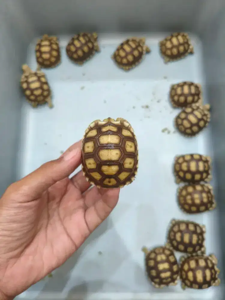 Baby sulcata ternakan Indonesia