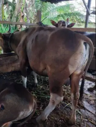 paket 25 ekor sapi bali 300kiloan buat pedagang kurban musiman tahunan