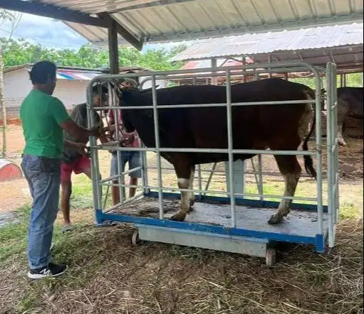 paket 25 ekor sapi bali 300kiloan buat pedagang kurban musiman tahunan