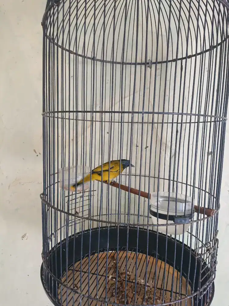 Kutilang sutra rajin