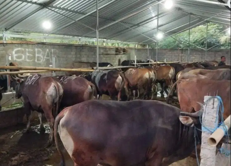 25 ekor sapi bali 300kiloan buat pedagang kurban musiman jamin manteb