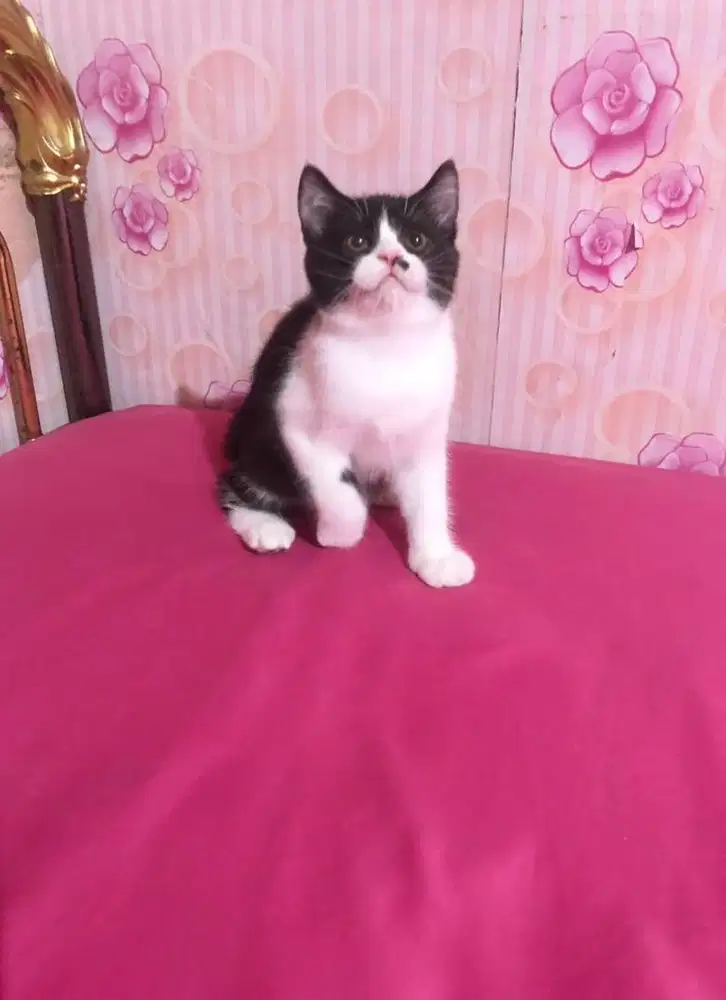 Kucing BSH Mix Exotic Bicolour