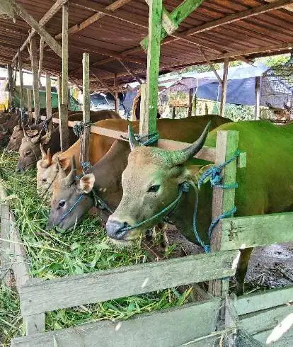 25 ekor sapi bali 300kiloan buat pedagang kurban musiman tahunan puas