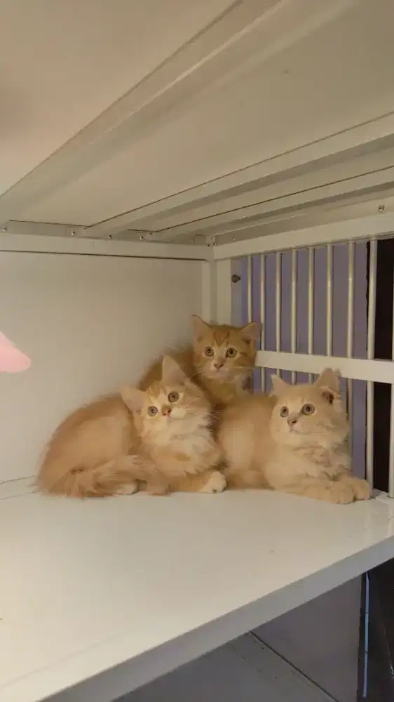 Kucing kitten ras persia longhair jantan betina