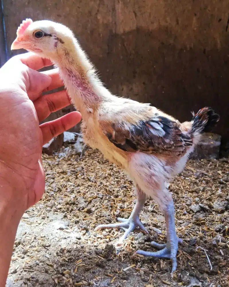 AYAM PELUNG SEPASANG