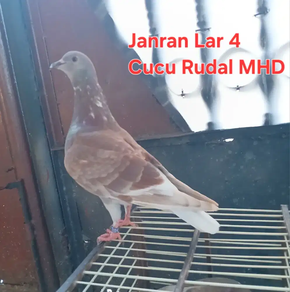 Burung Merpati Dara Trah