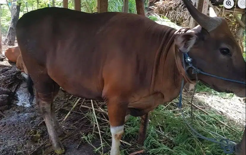 25 ekor sapi bali 300 kiloan untuk pedagang qurban musiman tahunan top