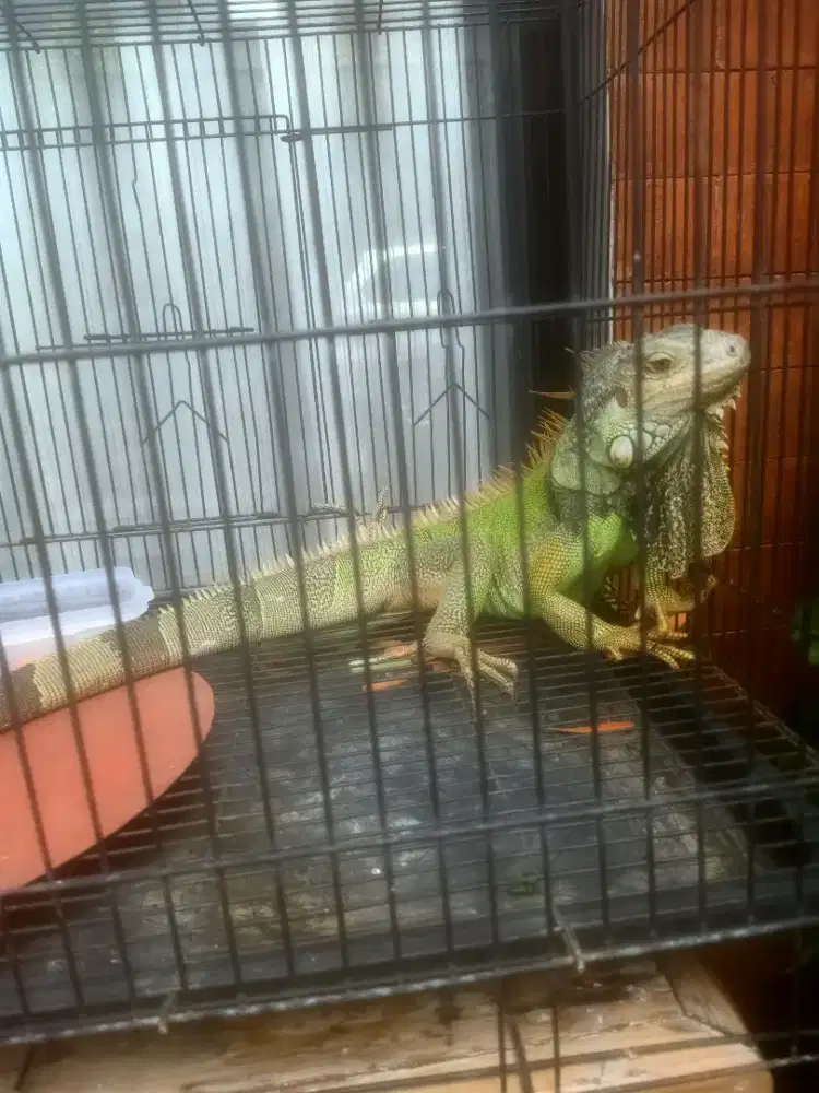 Iguana green panjang +-1 meter