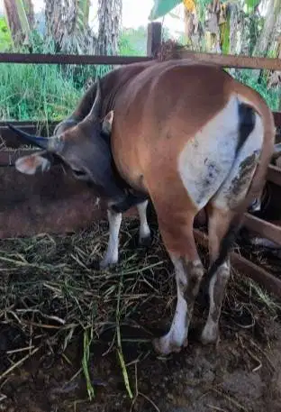 25 ekor sapi bali 300kiloan untuk pedagang qurban musiman tahunan puas