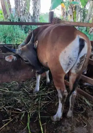 25 ekor sapi bali jantan 300kiloan untuk pedagang kurban musiman puas