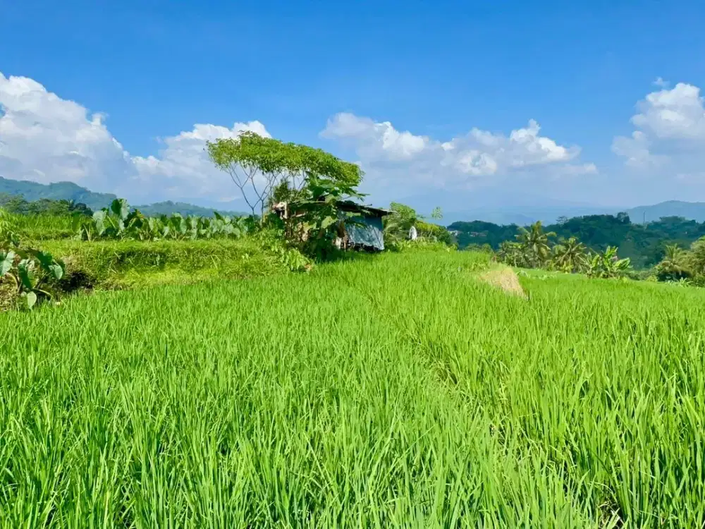 Tanah Sawah Poduktif di Daerah Cimalaka Sumedang Dijual Murah