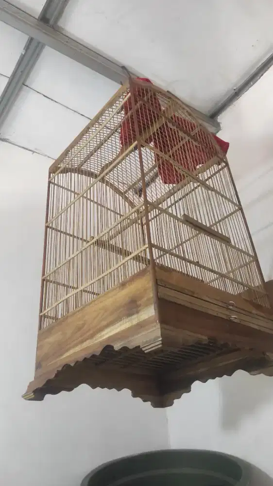 Sangkar kosan Jati 40*40