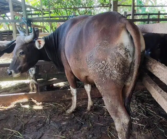 25 ekor sapi bali 300kiloan buat pedagang kurban musiman tahunan puas