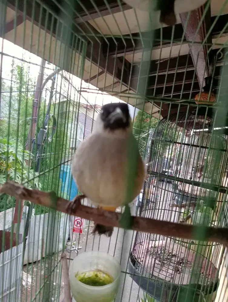 Di jual burung kutilang fullset
