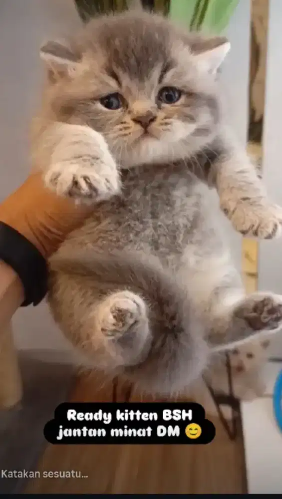 Kucing British Shorthair Lucu