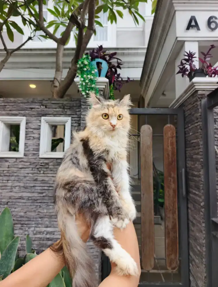 Persia Longhair calico