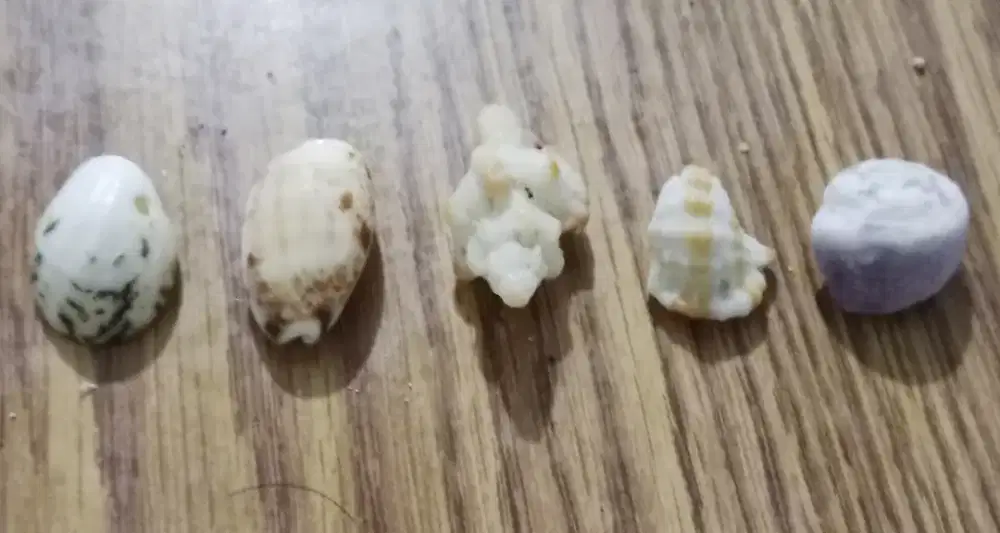 Manik manik(aksesoris / hiasan kerang