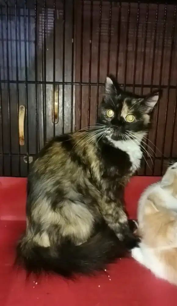 Persia tortie betina