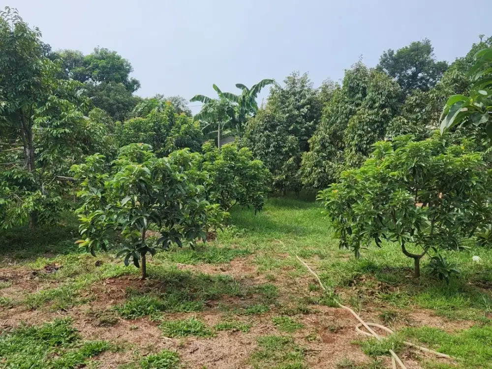 DIJUAL CEPAT TANAH KEBUN DURIAN PREMIUM (TERMASUK MUSANG KING) DAN ALPUKAT SIAP PANEN