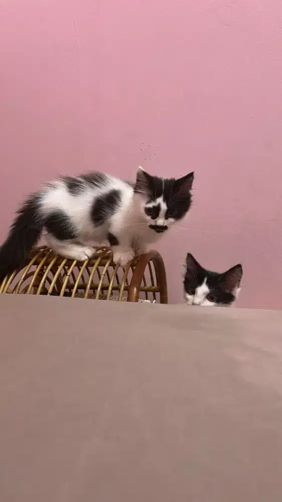 Munchkin Longhar Jantan