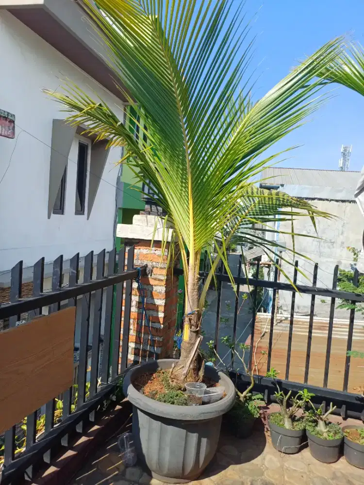 Kelapa Gading, Kelapa kuning