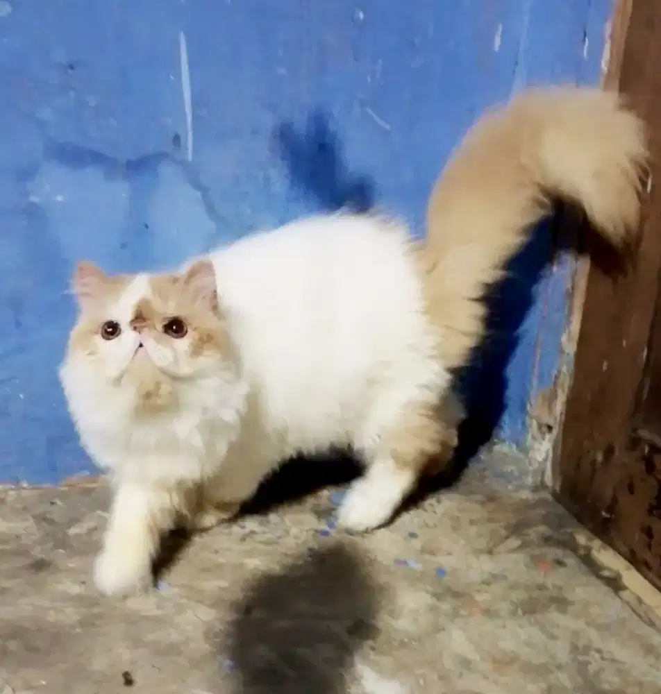 Jantan peaknose dewasa